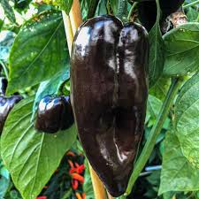 Hot Pepper Seeds - Mulato Isleno