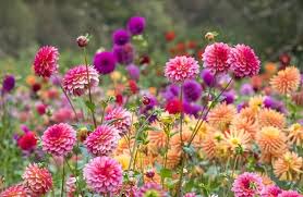 Dahlia Seeds - Plum Shades Mix