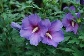 Hibiscus Paraplu Violet Rose of Sharon