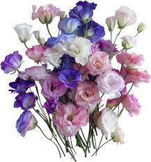 Mixed Lisianthus Flower Seeds for Planting - Heirloom, NON-GMO Seeds - Easy to Grow, Garden Bloom Mix