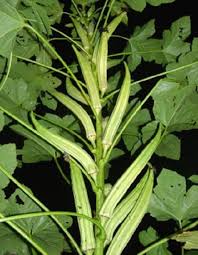 Okra Seeds (Organic) - Cow Horn