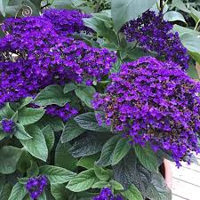 Heliotrope Marine Seeds