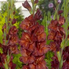 Gladiolus Flower Seeds - Chocolate