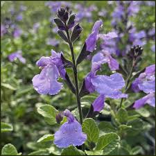 Salvia So Cool Pale Blue Seeds