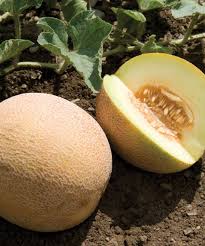 Milan Melon Seed