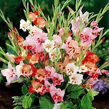 Gladiolus nanus - Hardy Dwarf Mix