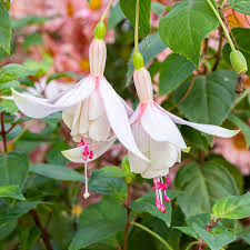 Fuchsia Annabel Seeds