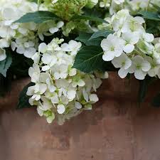 Hydrangea Fairytrail White Cascade Hydrangea