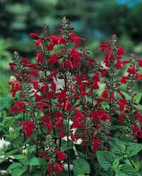 Salvia - Texas Sage Hummingbird Forest Fire Seeds