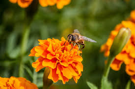 Bee Marigold Seeds