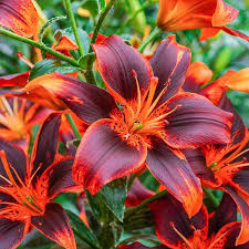 Lilium Forever Susan Asiatic Lily Seeds