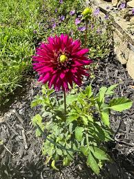 Dahlia Seeds - Juliette's Mix