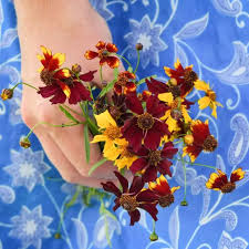 Coreopsis Seeds - Incredible Dwarf Mix