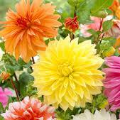 Dahlia Seeds - Dinnerplate Mix