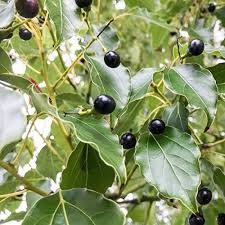 Cinnamomum Camphora Camphor Fruit Seeds for Planting – Aromatic and Fragrant Seeds for you Backyard Orchid