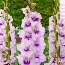 Gladiolus Flower Seeds - Purple Feather Mix