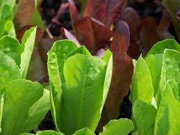 Lettuce Seeds (Organic) - Tricolor Romaine Mix