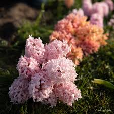 Hyacinth Seeds - Apricot Passion