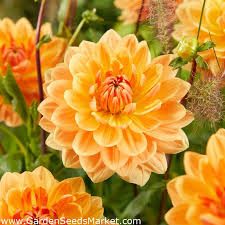 Dahlia Seeds (Decorative) - Rancho