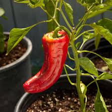 Sweet Pepper Seeds (Organic) - Marconi Red