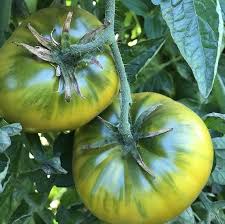 Tomato Seeds - Cherokee Green