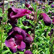 Penstemon Burgundy Seeds