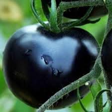 Indigo Rose Tomato Vegetable Seeds for Planting