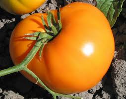 Tomato Seeds - Persimmon