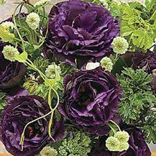 Lisianthus Seeds - Black Pearl