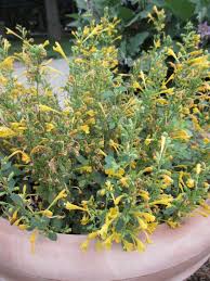 Arizona Sun Hummingbird Mint Seeds