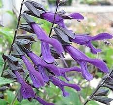 Salvia Amistad Seeds