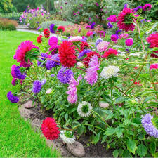 Aster Seeds (Dwarf) - Colour Carpet Mix