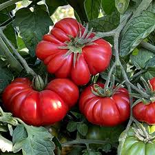 Tomato Seeds - Costoluto Genovese