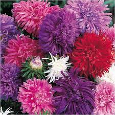 China Aster Seeds - Ostrich Feather Mix