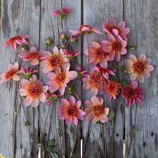 Dahlia Seeds (Anemone-Flowered) - Totally Tangerine