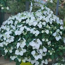 Hydrangea FAIRYTRAIL BRIDE Cascade