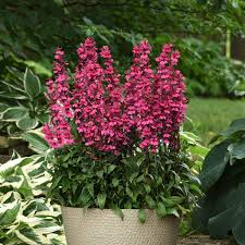 Starship Deep Rose Lobelia Seeds