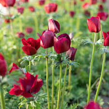 Anemone Meron Bordeaux Windflower Bulbs