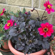 Dahlia Seeds (Peony-Flowered) - Bishop of Canterbury