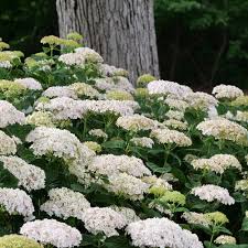 Invincibelle Wee White Hydrangea