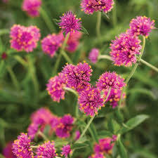 Globe Amaranth Pink