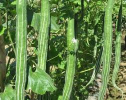 Snake gourd-Serpent