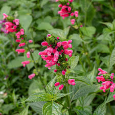 Salvia - Bolivian Hummingbird Sage Seeds