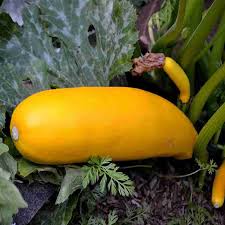 Squash (Summer) Seeds - Golden Zucchini