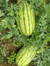 Watermelon Seeds (Organic) - Jubilee Improved