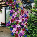 Mixed Colors Clematis Flower Vines Perennial Climbing Flower Seeds for Planting Dhara Seeds