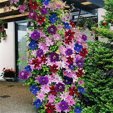 Mixed Colors Clematis Flower Vines Perennial Climbing Flower Seeds for Planting Dhara Seeds