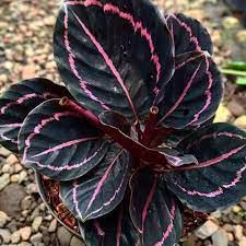 Black Calathea Planting Seeds for Garden,Heirloom & Non-GMO Seeds Dhara Seeds