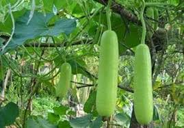 Bottle gourd-Monsoon