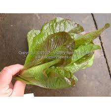 Lettuce Seeds - Cimmarron